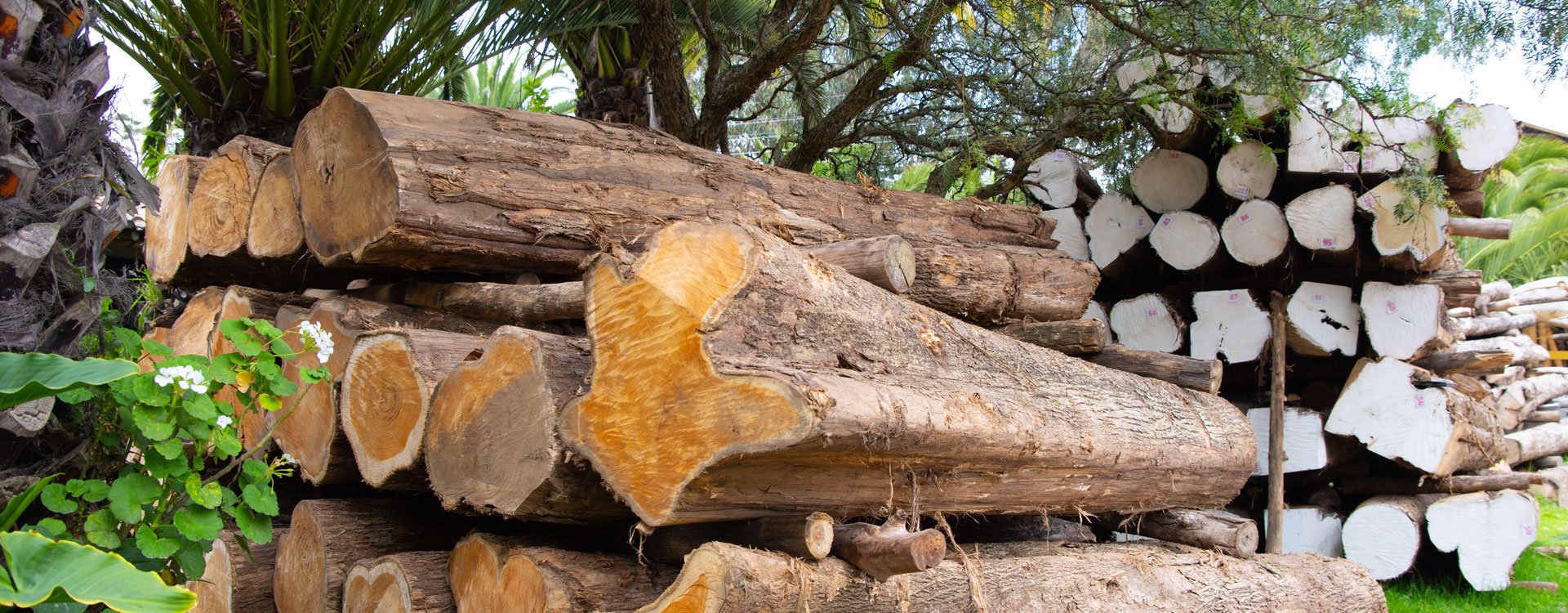 Teak Logs