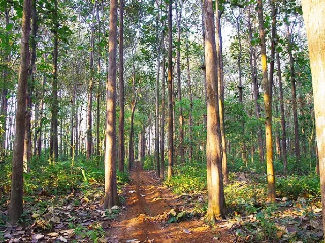 Teak 40 years-forest