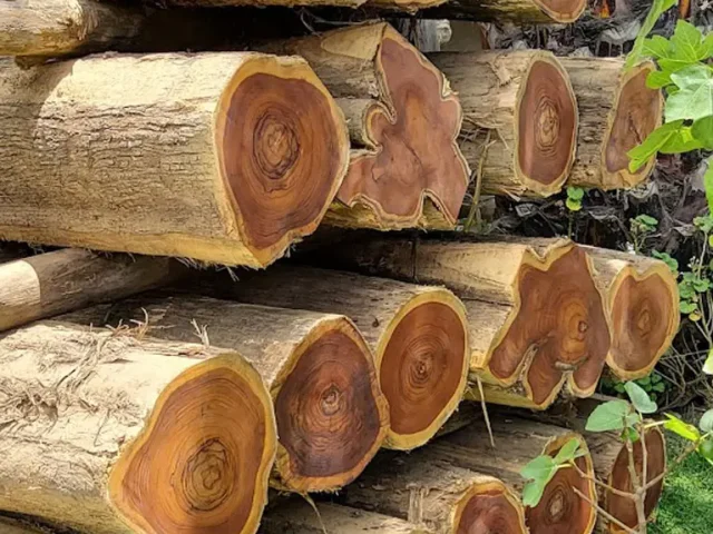Teak logs