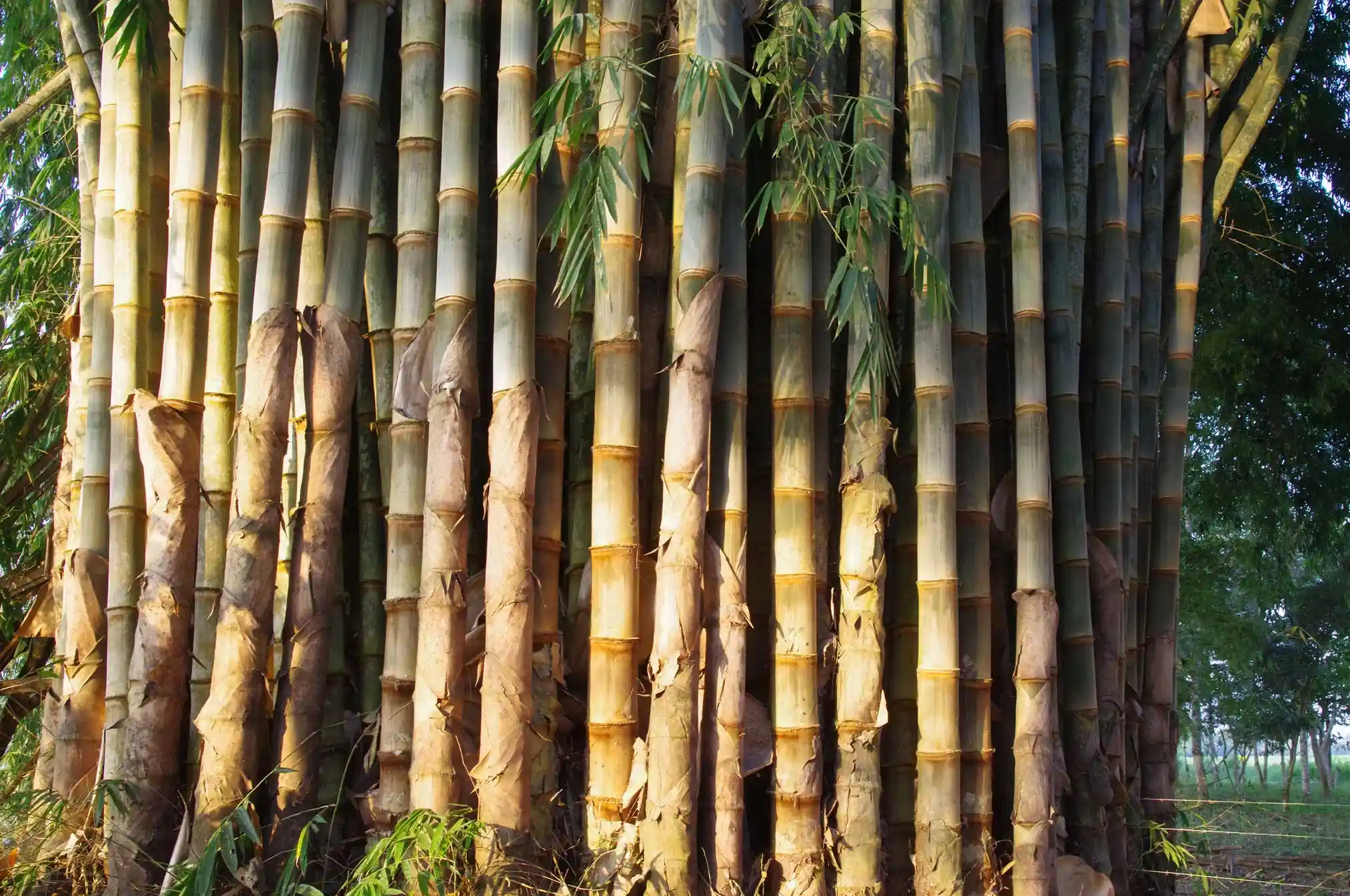 giant bamboo guadua poles