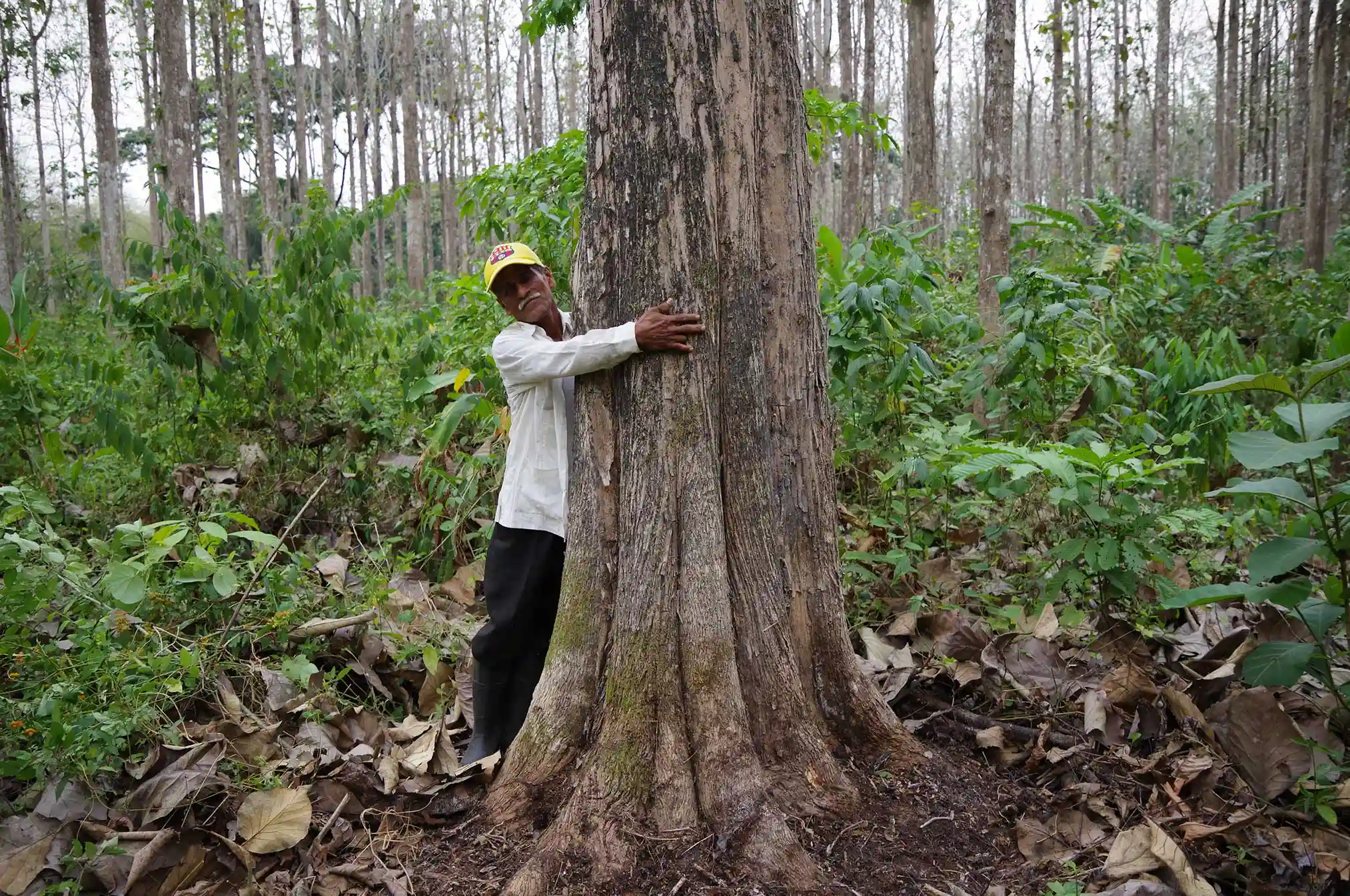 man hugging large teak tree