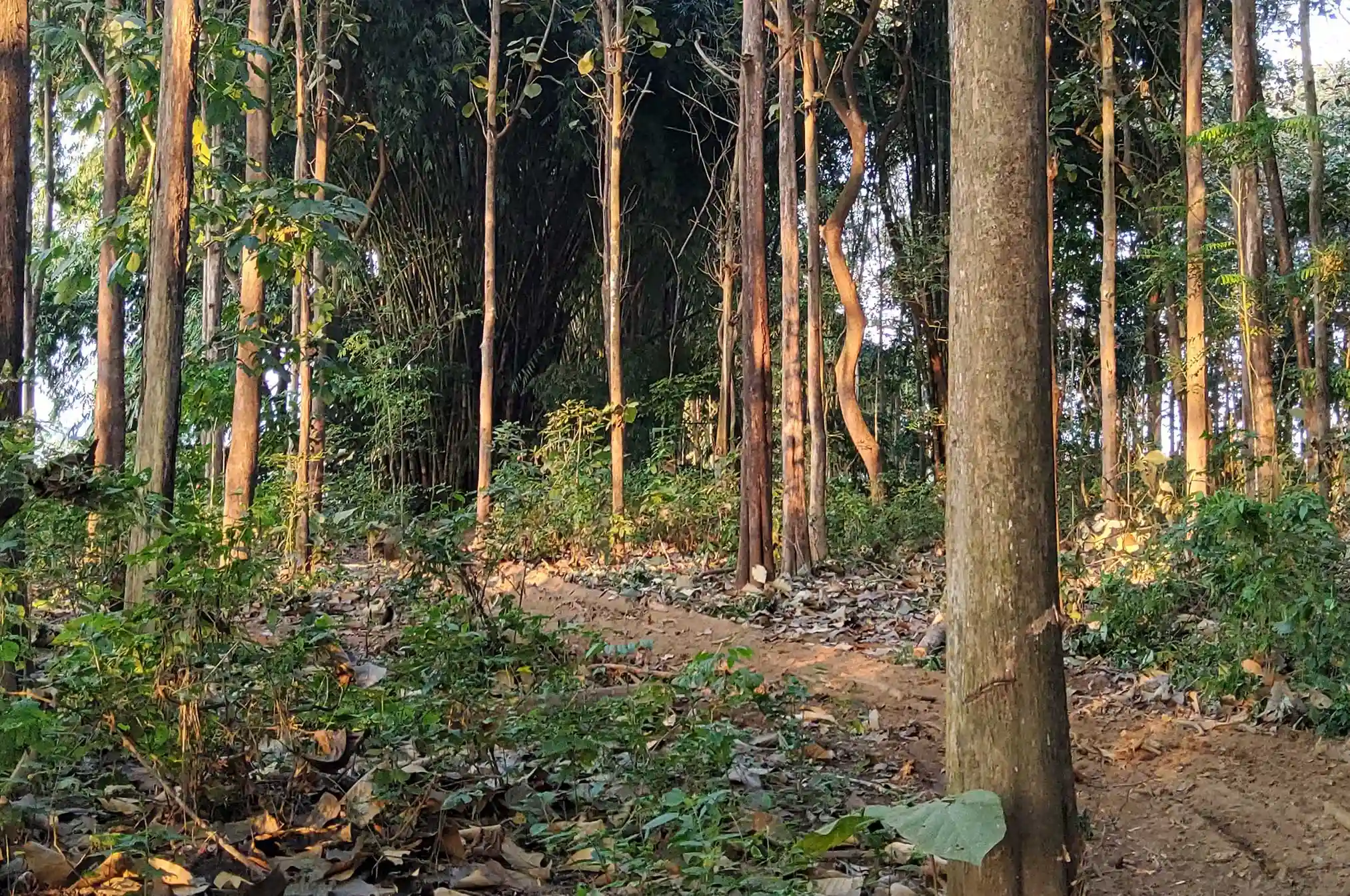 straight teak tree trunks plantation