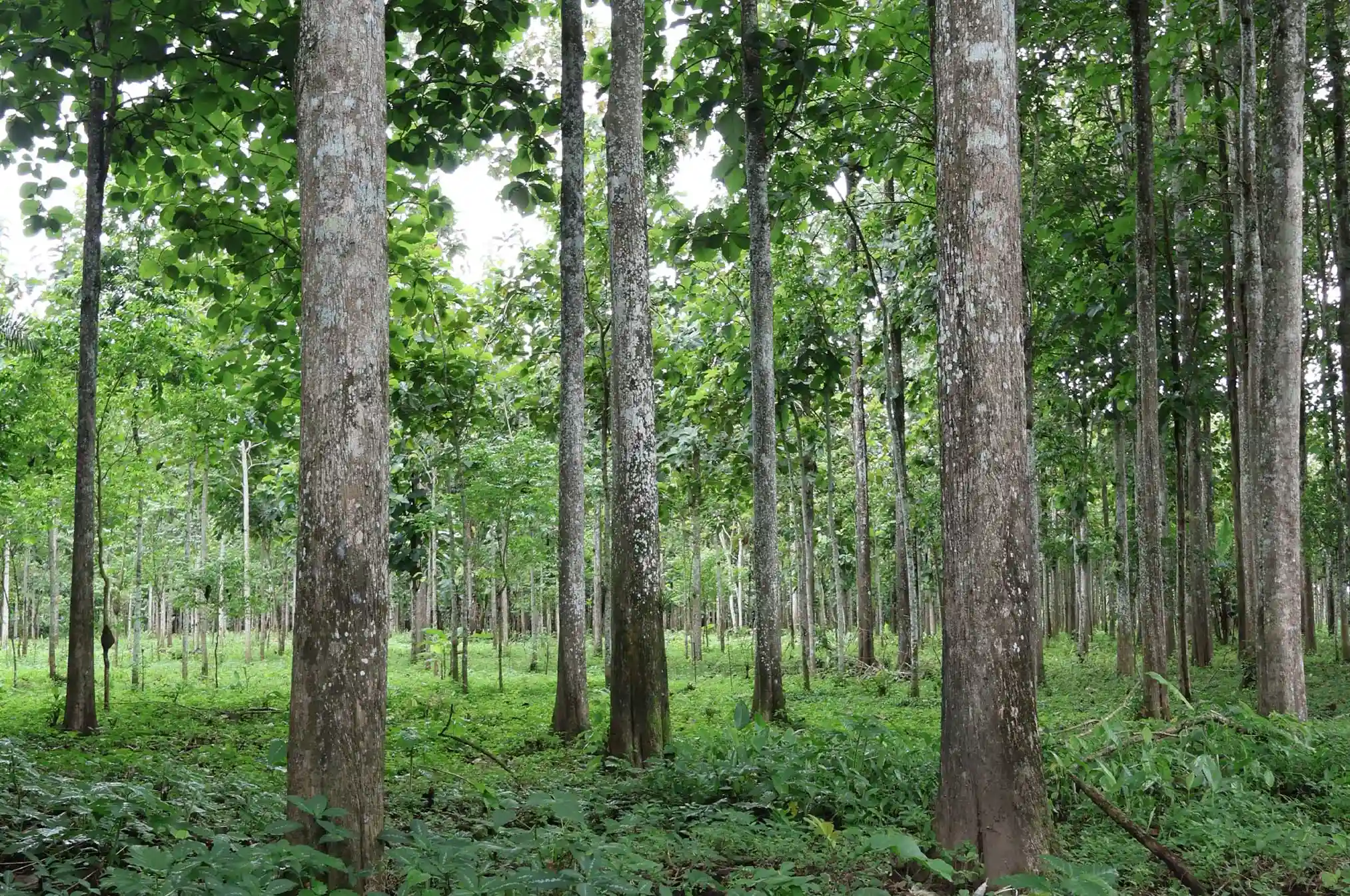 teak forest pathway timber plantation