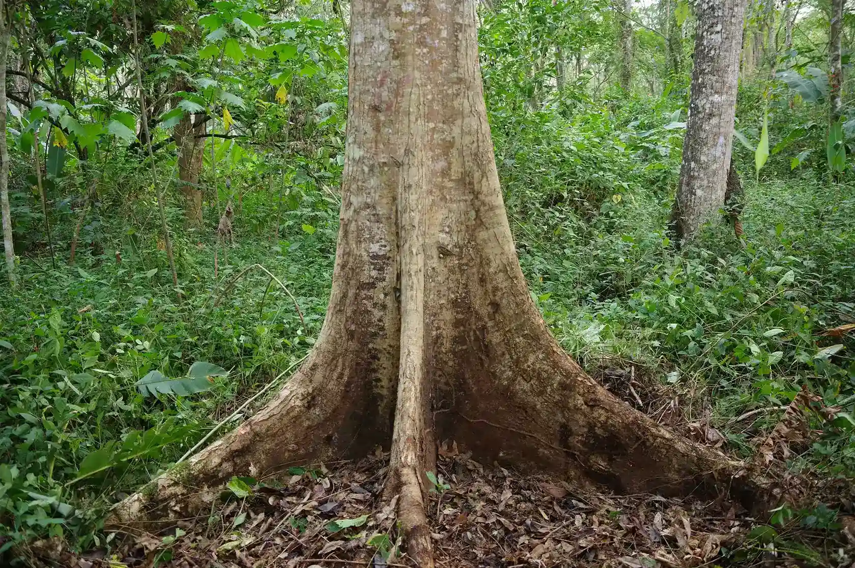 teak tree base and buttress roots