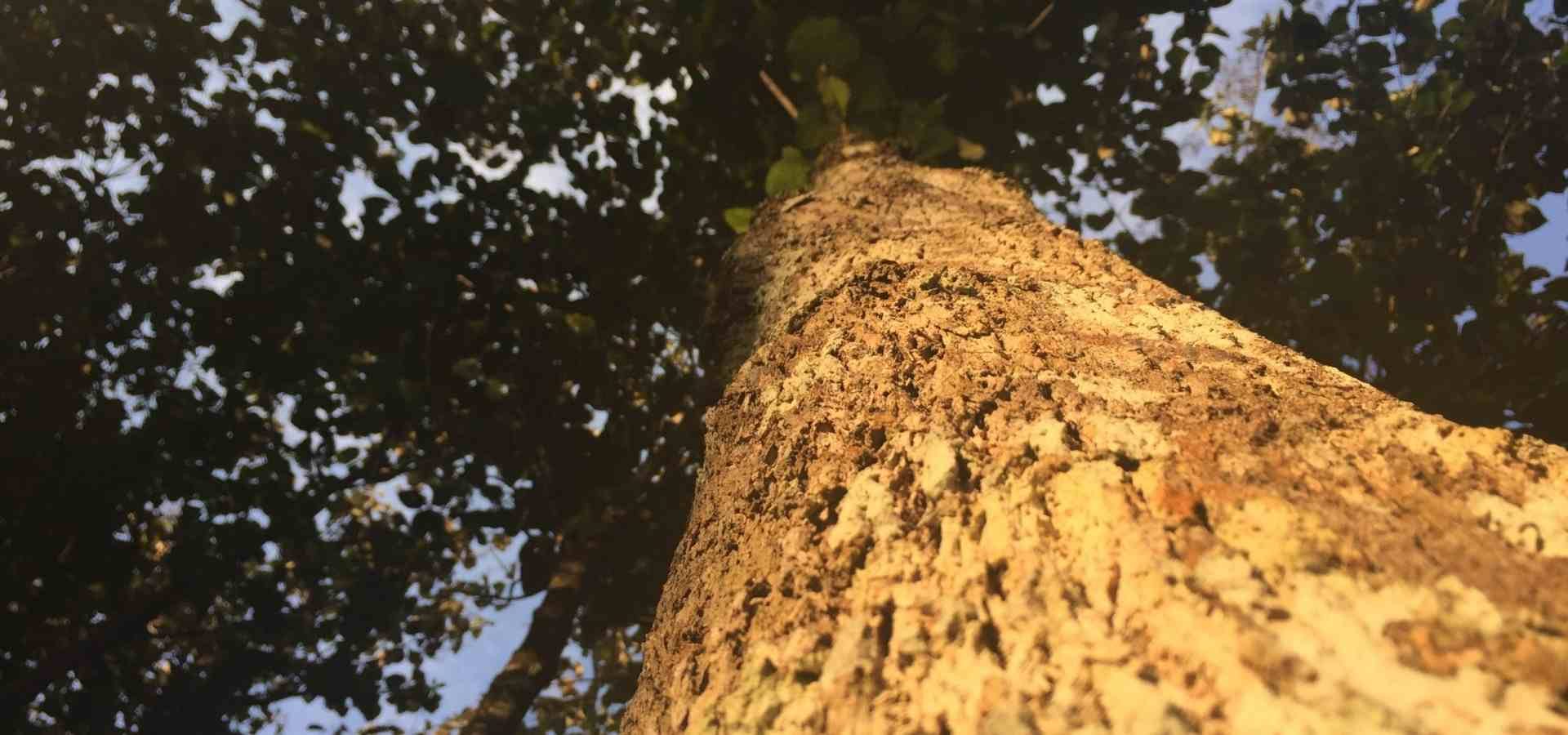Madera de teca