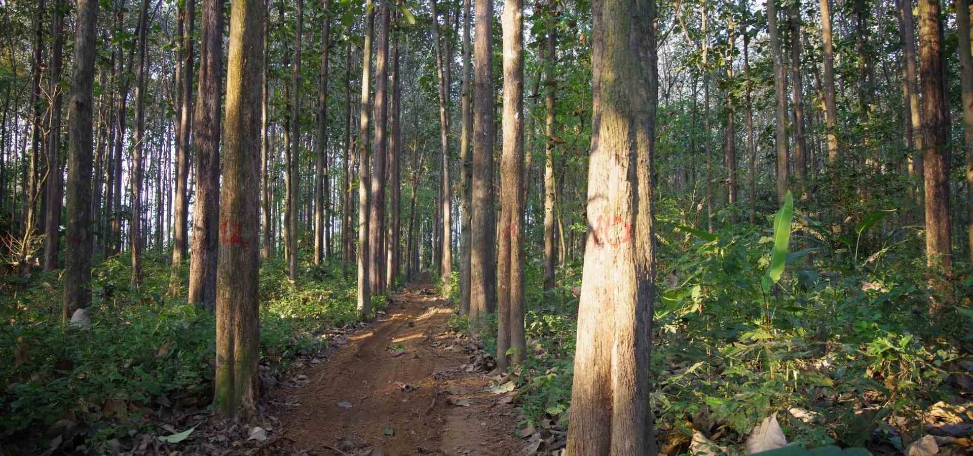 Madera de teca
