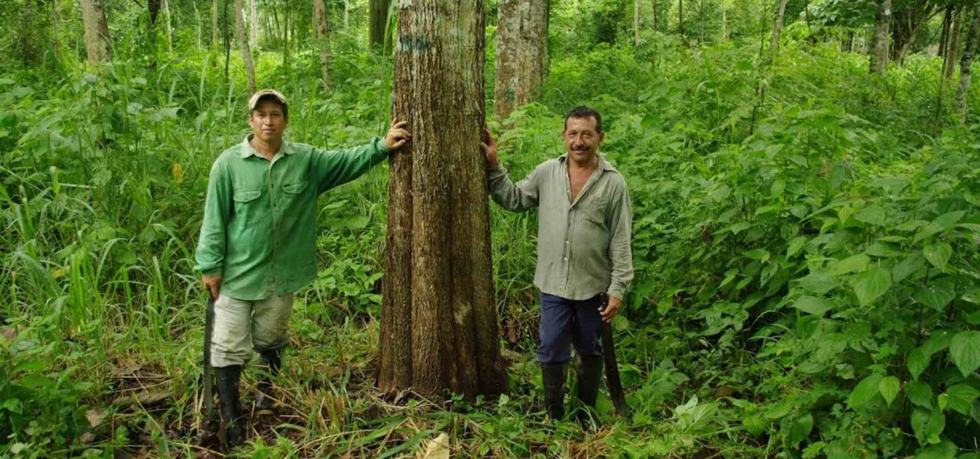Madera de teca